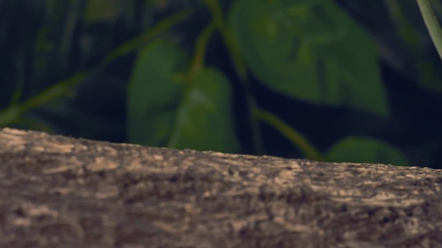 Green Iguana l Iguana l Animal Facts for kids l Education & Fun for Kids l @Leo the Wildlife Ranger