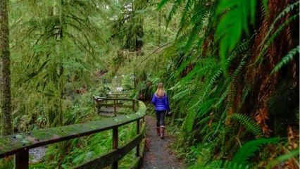 22ft-long python swallows an elderly woman in Indonesia