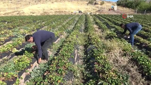 Kırmızı elmas 'çilek' sarı altın 'kayısıya' rakip oldu
