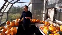 Whiteoaks Acorn Organic Farm's Head Gardener Noel Doherty reveals the secrets behind their organic Halloween pumpkins