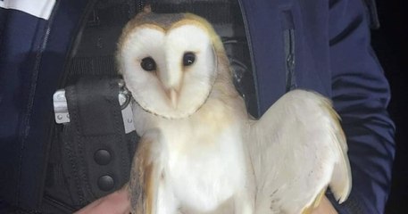 Manche : une patrouille de la gendarmerie secourt une chouette victime d'un accident de la route