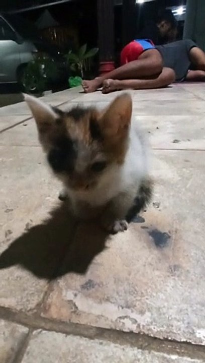 Kucing Kecil