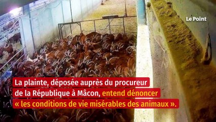 L’entreprise Chevenet accusée de maltraitance sur ses chèvres par L214