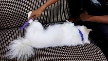 Good boy.  Do it properly then you will be able to become a dog like me in the next life.  ठीक से करो तब अगले जन्म में मेरी तरह कुत्ता बन सकोगे