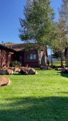 Elk Roam (and Fart) Freely In Neighborhood