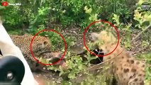 7 Amazing Moments Leopards And Hyenas Fight For Prey   Wild Animal Life (2)