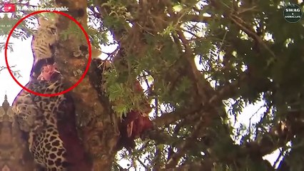 OMG! 7 brutal moments when ANIMALS are cannibals   Wild Animal Life