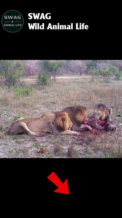 Three Male lions kill and eat a Hyena #animal #shorts #shortvideo #animals (2)
