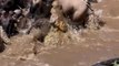 Crocodiles Attack Wildebeest in Water #animal #shorts #shortvideo #animals