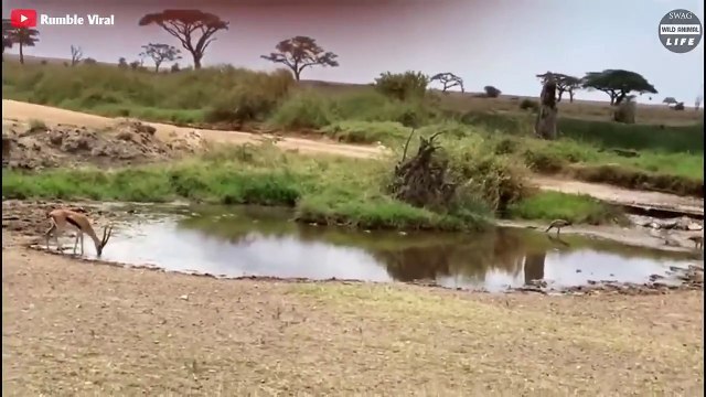7 Lucky Moments When Wild Animals Make Spectacular Escapes From Predators Wild Animal Life