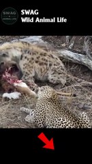 Hyena and Leopard Share Food #animal #shorts #shortvideo #animals
