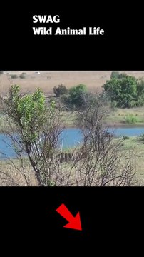 Lion Takes Down Wildebeest #animal #shorts #shortvideo #animals