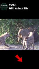 Hyena Steal Food From Lion #animal #shorts #shortvideo #animals