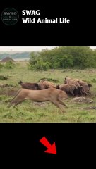 Lion Fight Hyena #animal #shorts #shortvideo #animals