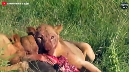 Who Gets The Bad Ending When Hyenas Encounter Lionesses    Wild Animal Life
