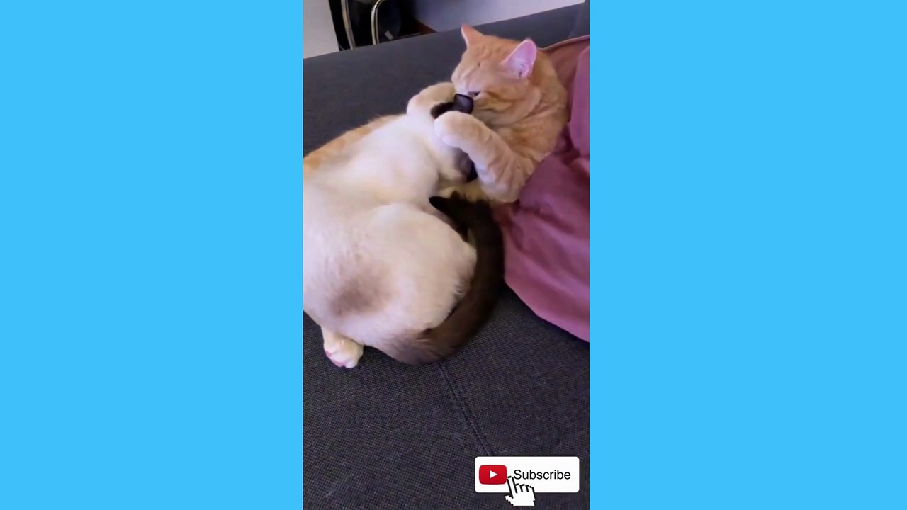 funny cat videos 6