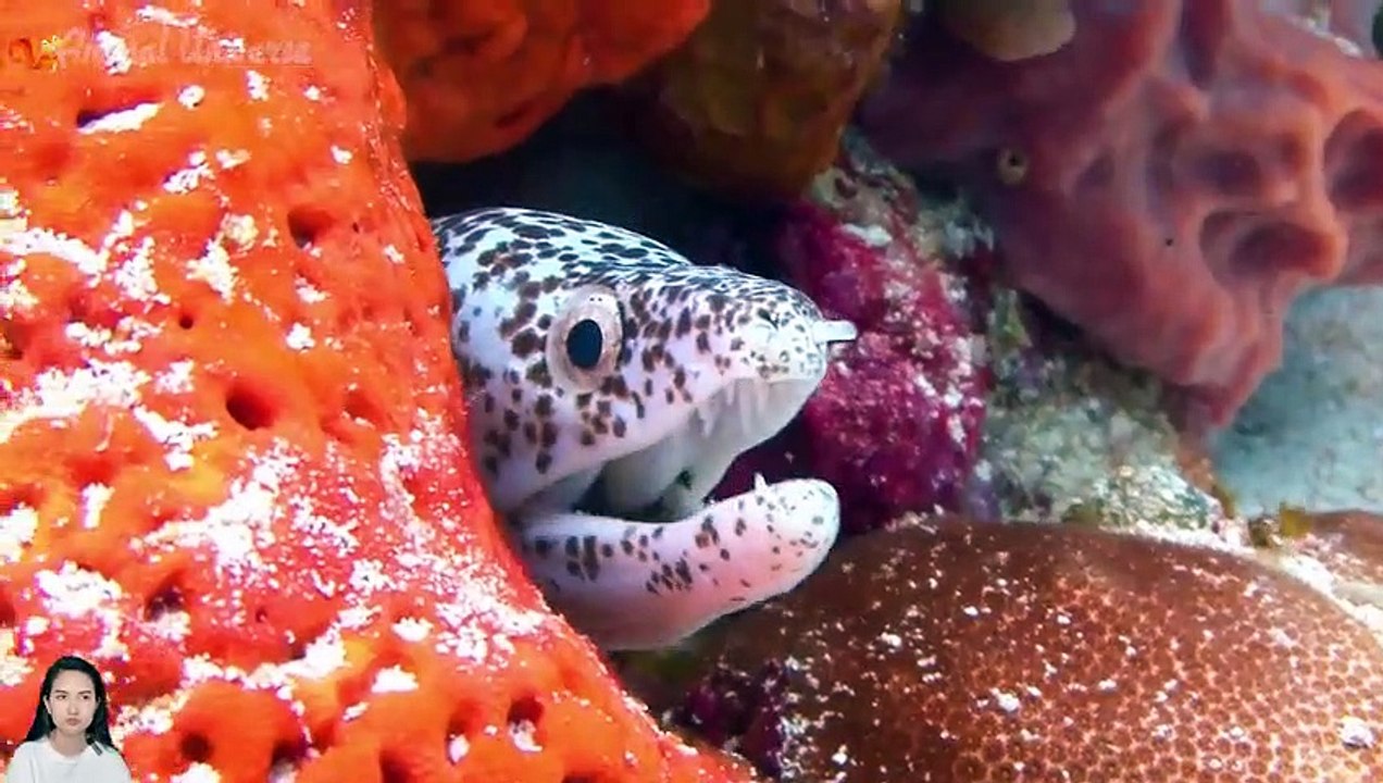 Food of animals: elephant, duck, horse, goat, giraffe