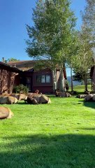 Elk Roam (and Fart) Freely In Neighborhood
