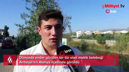 Alanya'da ender görülen mekik kelebeği görüldü