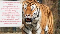 10 pakta menarik tentang harimau 1kucing terbesar di duni pada umumnya berat harimau berbobot 204kg ada yg lebih besar lg yaitu harimau siberia yg menyapai bobot 300kg ko bisa ya bisa lebih besarkarna harimau s (1)