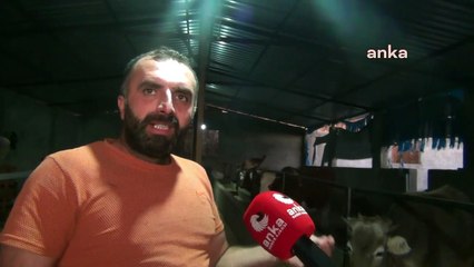 Mardin'de çiftlik kuran üretici: 20 inekle başladım, 4 tane kaldı
