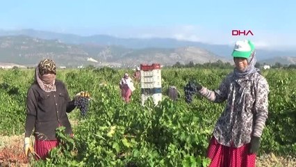 GAZİANTEP'TE, PEKMEZ YAPIMINA BAŞLANDI