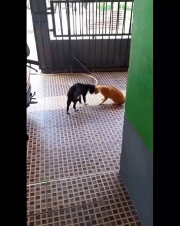 ras terkuat di bumi
