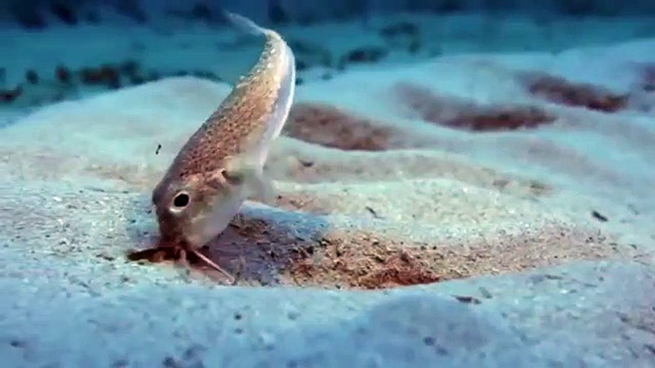 Big Pacific - Se1 - Ep01 - Mysterious HD Watch HD Deutsch