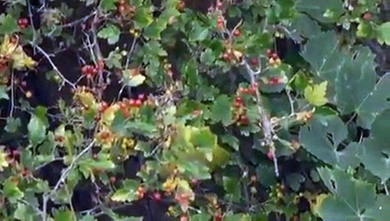 Big Pacific - Se1 - Ep02 - Violent HD Watch HD Deutsch