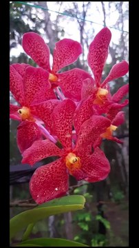 Smart ideas 2023 for growing flowers and plants Garden House