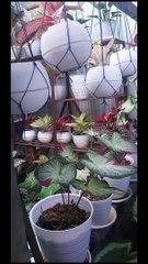 Smart ideas 2023 for growing flowers and plants Garden House