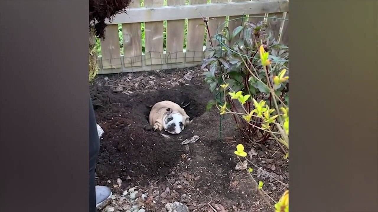 Tingkah lucu hewan peliharaan #008, kucing, anjing, dll