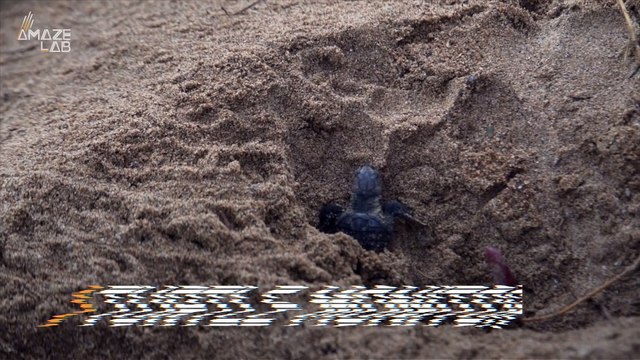 This New Sea Turtle Nest Monitoring Device Could Help Humanity Better Protect Hatchlings