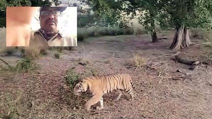 रणथम्भौर: पार्क भ्रमण के दौरान अनियमितताओं का पुराना सिलसिला