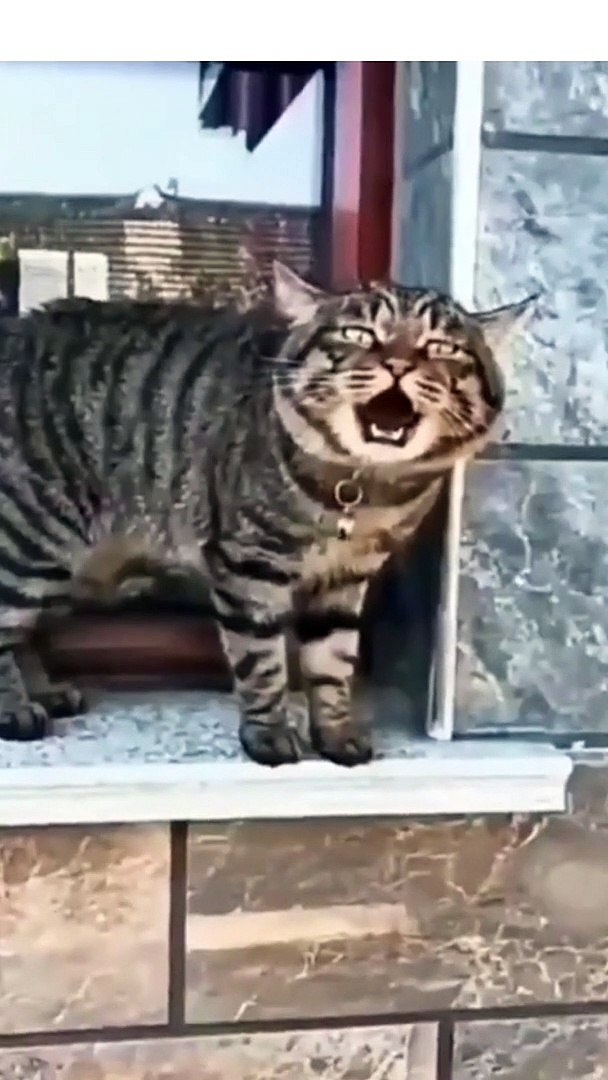 Funny Cats and Cute Cats, Cute cat