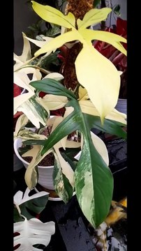 Smart ideas 2023 for growing flowers and plants Garden House