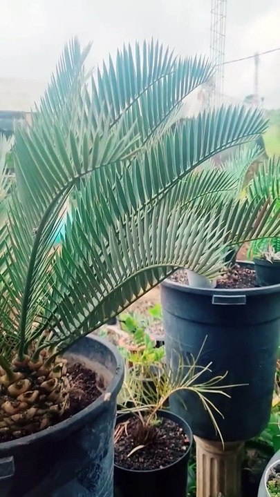 Smart ideas 2023 for growing flowers and plants Garden House