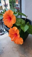 Smart ideas 2023 for growing flowers and plants Garden House