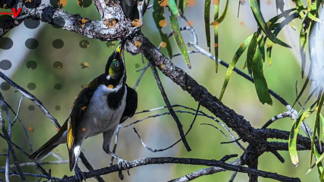 Real-Time Study Reveals Bird Encounters ‘Significantly Improved’ Mental Wellness
