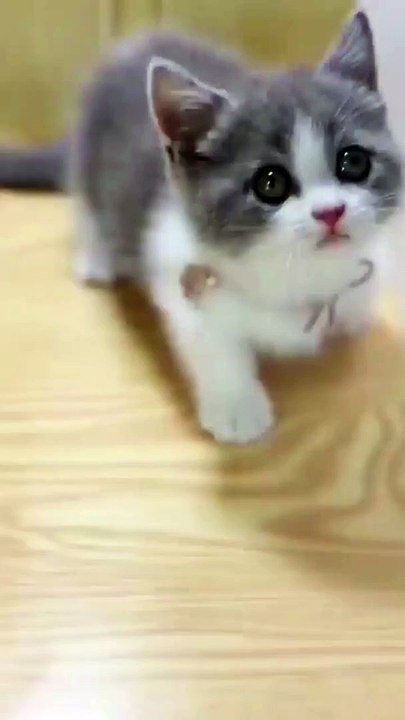 cute cat