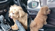 This adorable Maltipoo has become internet famous for being SUPER CLINGY!