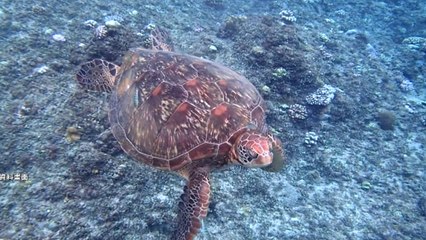 New Tourism Fee for Southern Coral Island Hotspots - TaiwanPlus News