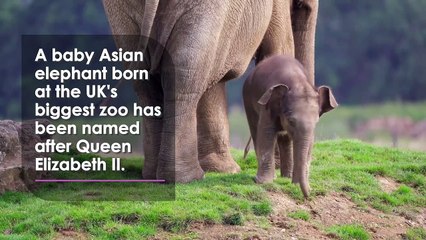 The Queen Lives on Through This Very Special Baby Elephant