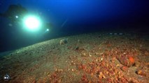 Nel mare di Pantelleria scoperte oltre 300 anfore di età punica