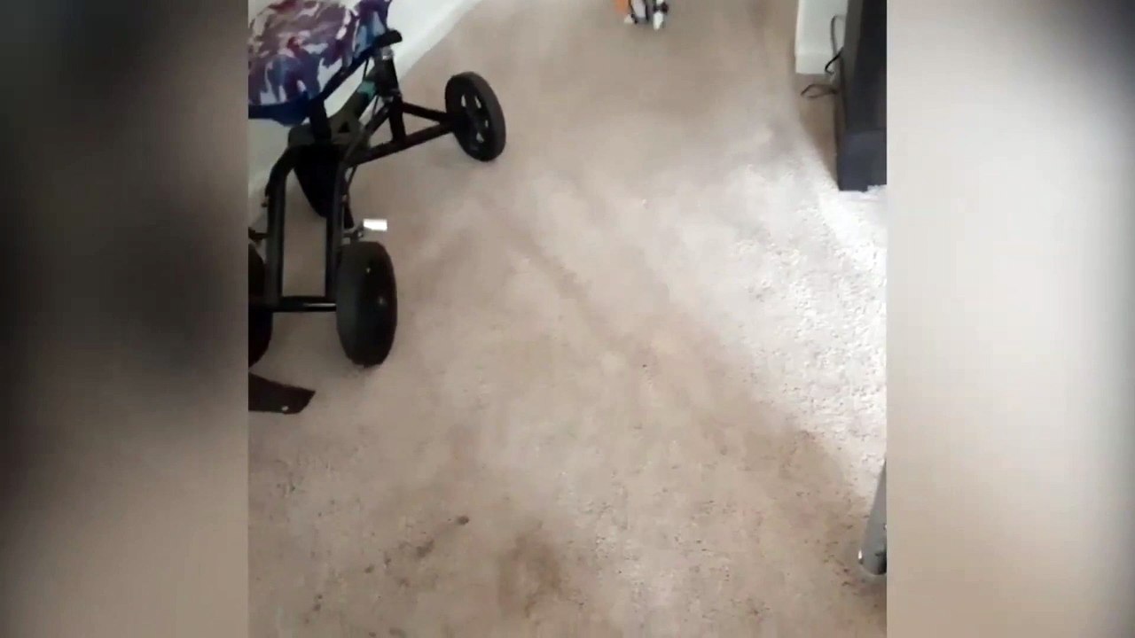 cat being funny 04