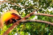 Burung cendrawasih sering di sebut burung dari surga