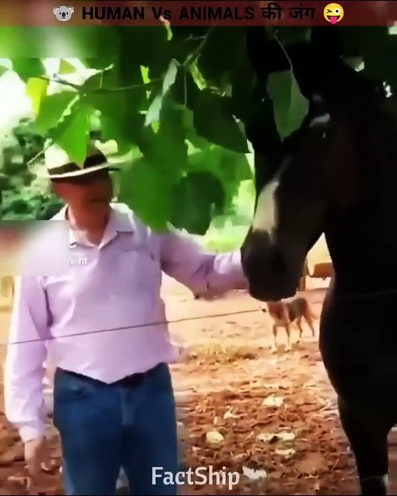 Human VS Animals  #shorts