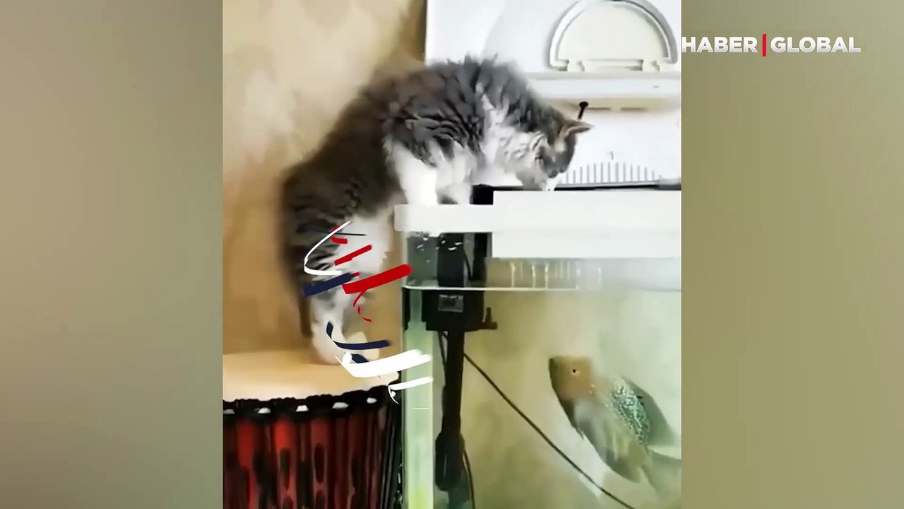 Akvaryuma bakmak isteyen kediye 'balıktan beklenmedik hareket'