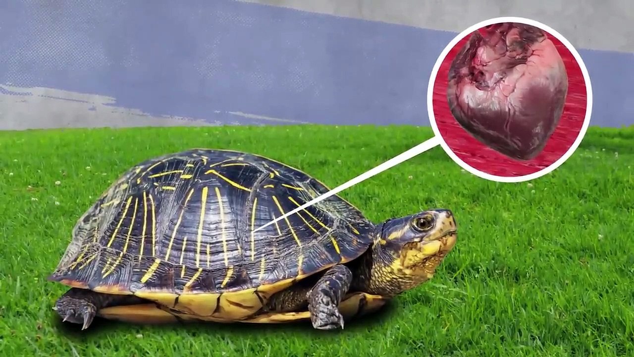 Animals That Forgot to Come Out of Hibernation