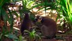Amazon Jungle | Ultra HD Video Amazon Animals Waterfall Forest Video amazon rainforest wildlife